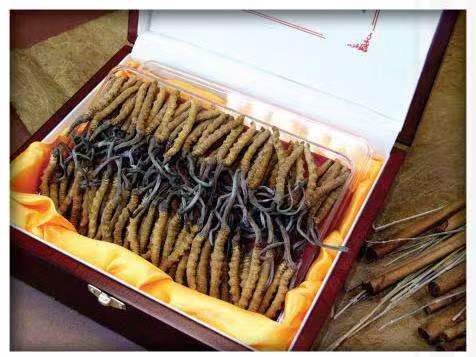 阿拉善冬虫夏草回收